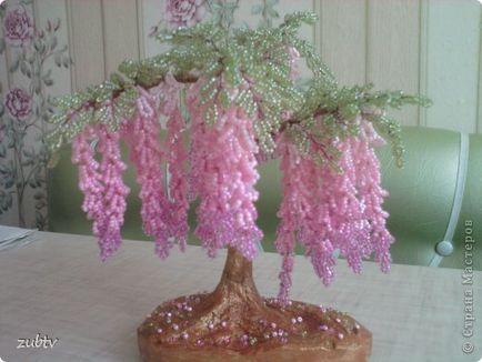 Wisteria (clasa de master), țara maestrilor