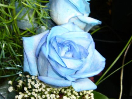 блакитна троянда