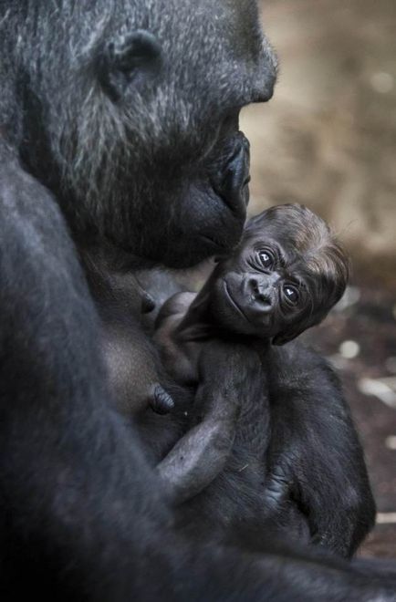 A gorillák és kölyke