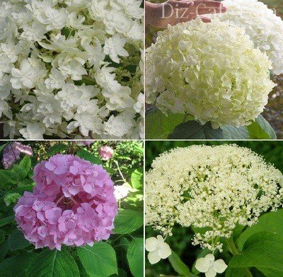 Hortensia secrete de plantare și de îngrijire de la grădinari experimentați