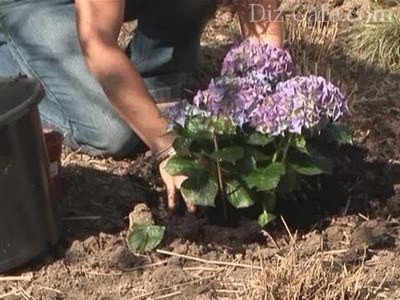 Hydrangea тайни на засаждане и грижи от страна на опитни градинари