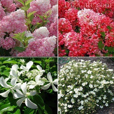 Hydrangea тайни на засаждане и грижи от страна на опитни градинари