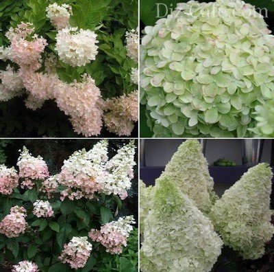 Hortensia secrete de plantare și de îngrijire de la grădinari experimentați