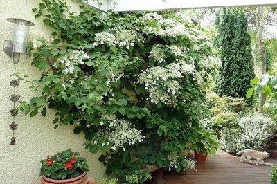Hortensia secrete de plantare și de îngrijire de la grădinari experimentați