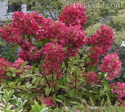 Hortensia secrete de plantare și de îngrijire de la grădinari experimentați