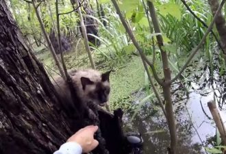 Beszélő madár Thaiföldön! Ez nem csak ismétlődő hangok, és beszél az emberekkel