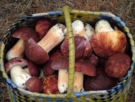 Boletus de ciuperci (bóletus) informații, caracteristici, unde cresc, fotografie