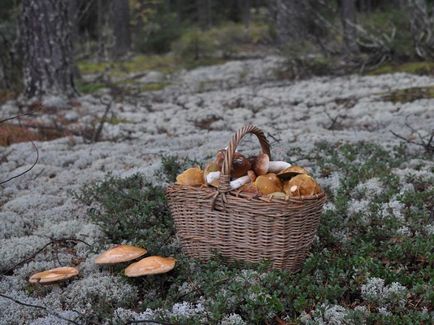 Boletus de ciuperci (bóletus) informații, caracteristici, unde cresc, fotografie