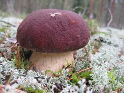 Boletus de ciuperci (bóletus) informații, caracteristici, unde cresc, fotografie