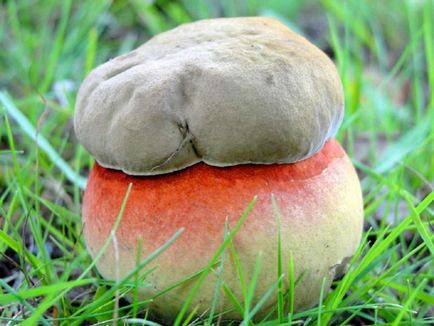 Boletus de ciuperci (bóletus) informații, caracteristici, unde cresc, fotografie