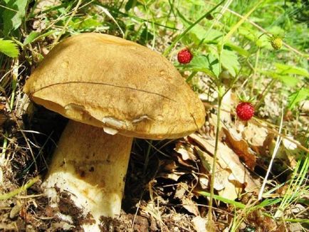 Boletus de ciuperci (bóletus) informații, caracteristici, unde cresc, fotografie