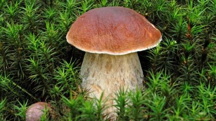 Boletus de ciuperci (bóletus) informații, caracteristici, unde cresc, fotografie