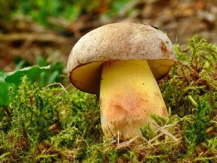 Boletus de ciuperci (bóletus) informații, caracteristici, unde cresc, fotografie