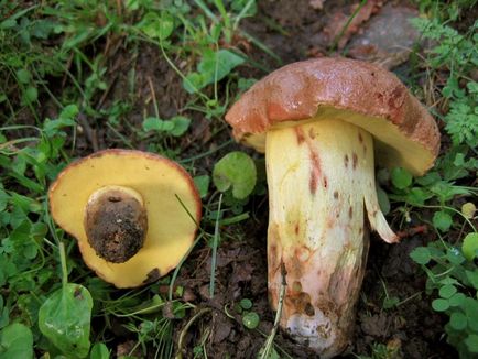 Boletus de ciuperci (bóletus) informații, caracteristici, unde cresc, fotografie