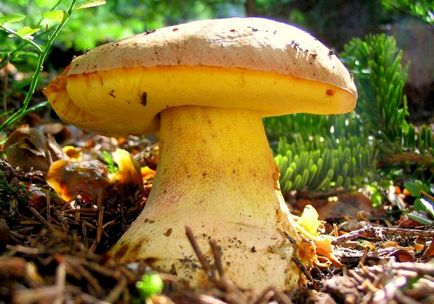 Boletus de ciuperci (bóletus) informații, caracteristici, unde cresc, fotografie