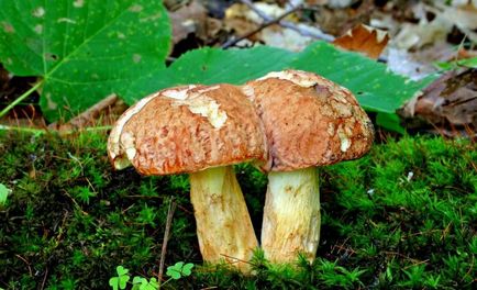 Boletus de ciuperci (bóletus) informații, caracteristici, unde cresc, fotografie