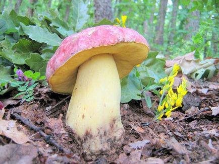 Boletus de ciuperci (bóletus) informații, caracteristici, unde cresc, fotografie