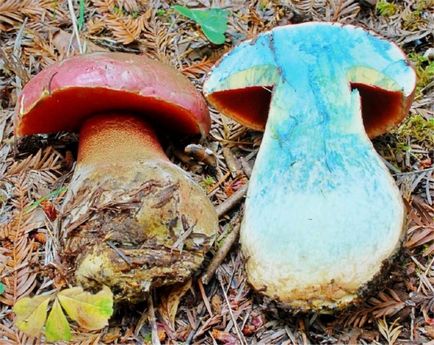 Boletus de ciuperci (bóletus) informații, caracteristici, unde cresc, fotografie