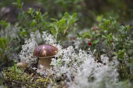 Boletus гъби (манатарки) информация, характеристиките на който расте снимка