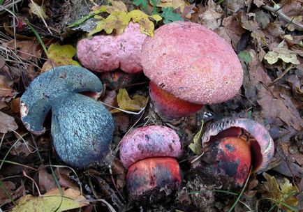 Boletus de ciuperci (bóletus) informații, caracteristici, unde cresc, fotografie