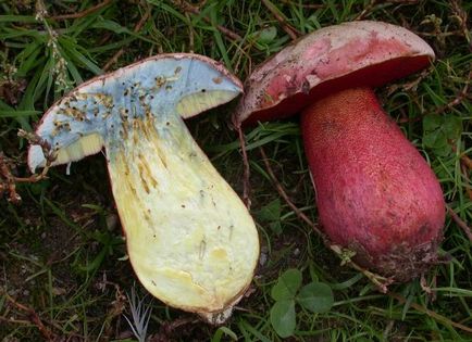 Boletus de ciuperci (bóletus) informații, caracteristici, unde cresc, fotografie