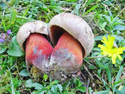 Boletus de ciuperci (bóletus) informații, caracteristici, unde cresc, fotografie