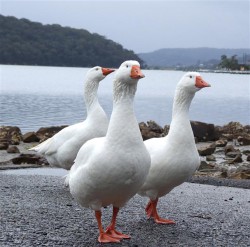 Utilizarea grăsimilor goose pentru arsuri