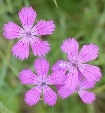 Carnation területén - az egészséges