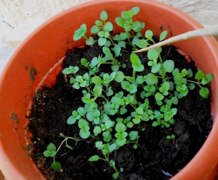 Iberis (29 fotografii) veșnic verde vechi, Gibraltar, umbrelă, amar, plantare și îngrijire,