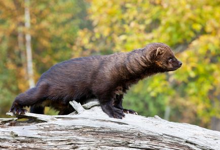 Ilka (pecan sau marten) este un prădător din familia cuni