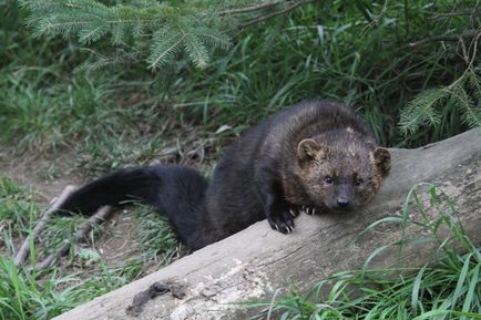 Ilka (pecan sau marten) este un prădător din familia cuni