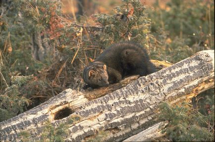 Ilka (pecan sau marten) este un prădător din familia cuni