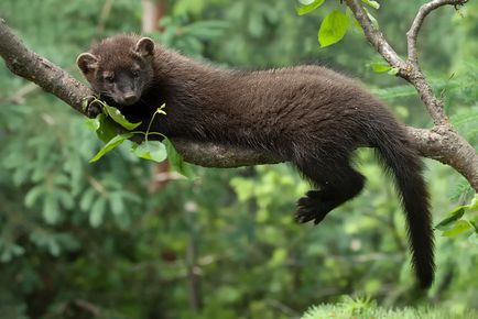 Ilka (pecan sau marten) este un prădător din familia cuni