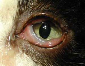 Rinotraheita virală infecțioasă a pisicilor