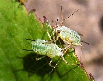 Insecticide pentru plante de apartament