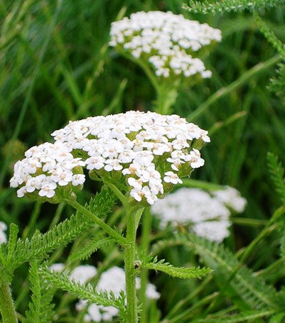 Insecticide pentru plante de apartament