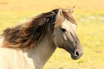 Informații interesante despre cai, o revistă online pozitivă