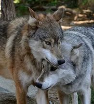 Érdekességek a farkasok
