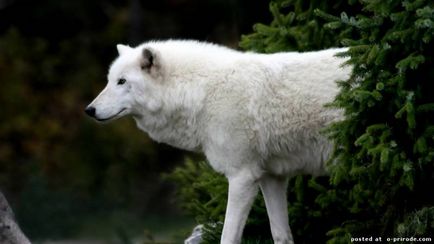 Érdekességek a farkas - 30 fotó - kép - képek természetes világ