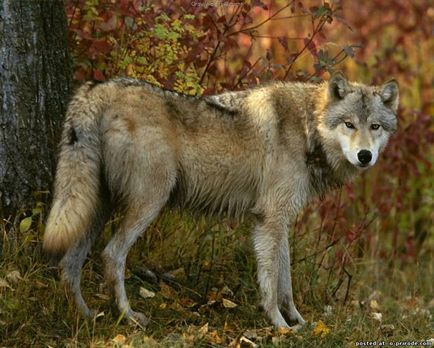 Interesant despre lupi - 30 poze - poze - photo nature world