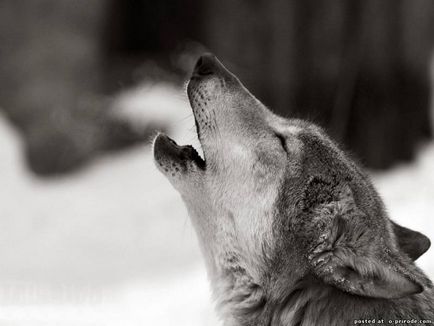 Interesant despre lupi - 30 poze - poze - photo nature world