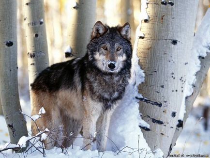 Érdekességek a farkas - 30 fotó - kép - képek természetes világ