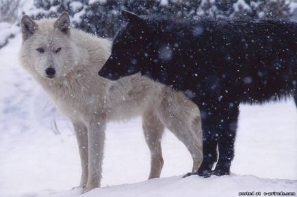 Érdekességek a farkas - 30 fotó - kép - képek természetes világ