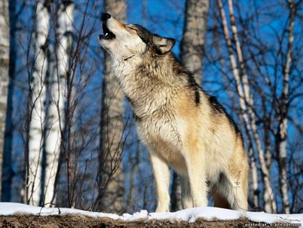 Érdekességek a farkas - 30 fotó - kép - képek természetes világ