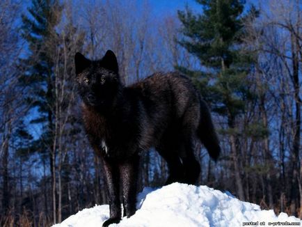 Érdekességek a farkas - 30 fotó - kép - képek természetes világ