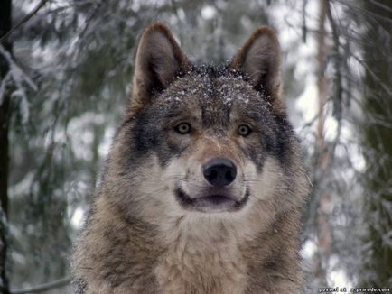 Érdekességek a farkas - 30 fotó - kép - képek természetes világ