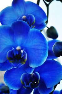Цікаве про синьої орхідеї, синя орхідея - чудо, або маркетинговий хід, квіти мрії