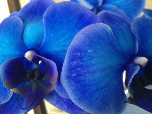 Цікаве про синьої орхідеї, синя орхідея - чудо, або маркетинговий хід, квіти мрії