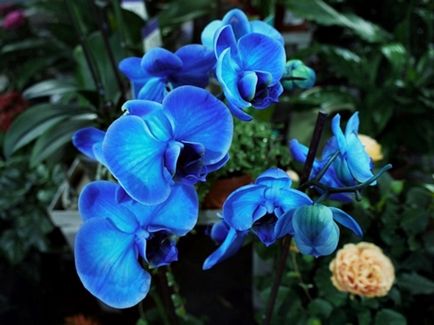 Interesant despre orhideea albastră, orhideea albastră este un miracol sau o mișcare de marketing, flori de vis