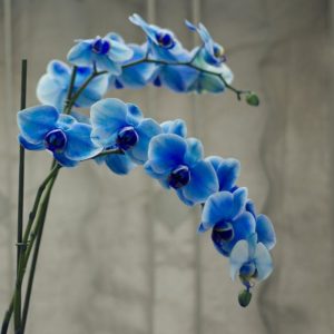 Érdekességek a kék orchidea kék orchidea - egy csoda, vagy egy marketing trükk, virágok álom (orchidea) Érdekességek a kék orchidea kék orchidea - egy csoda, vagy egy marketing trükk, virágok álom